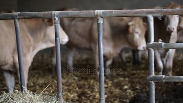 Agricultor Granero Usando Teléfono — Vídeo de stock