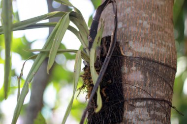 orkide bitki yaprak ölü solmuş bir ağaca bağlı