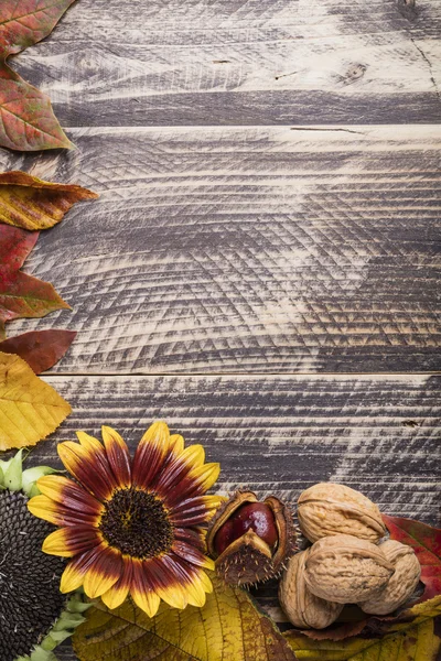 Herbst-Erntedank-Konzept Hintergrund — Stockfoto