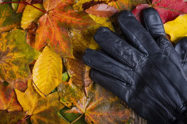 Schwarze Lederhandschuhe auf bunten nassen Blättern schlechtes Wetter Herbst-Konzept — Stockfoto