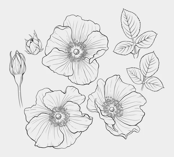 Eglantina blanco y negro — Archivo Imágenes Vectoriales