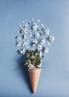 şeker koni çiçek yaprakları ile