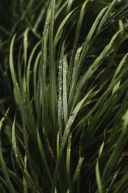 Close-up view of green  grass with dew drops  clipart