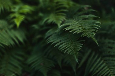 Taze yeşil fern görünümünü yakın çekim yaprak