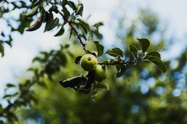 Świeże Zielone Jabłka Gałęzi Drzewa — Zdjęcie stockowe
