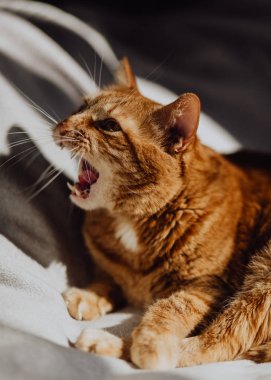 Evdeki sevimli kızıl saçlı kedinin portresini kapat.