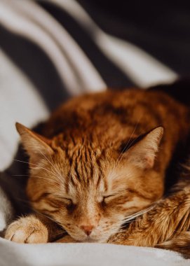 Evdeki sevimli kızıl saçlı kedinin portresini kapat.