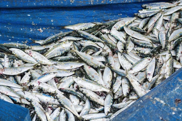 Fische auf dem Fischerboot — Stockfoto