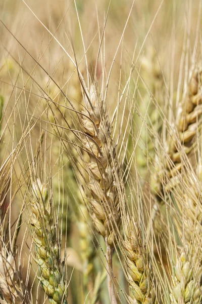 Campo de trigo dorado maduro — Foto de Stock