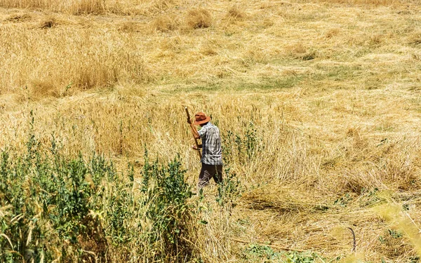 Los Agricultores Están Cosechando Trigo Manualmente Una Manera Rural Tradicional —  Fotos de Stock