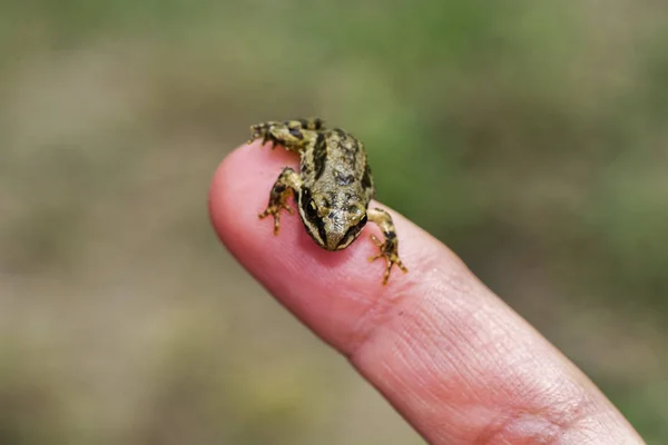 Rana Holtzi Toros Grenouille Taureau Corneille Pas Une Seule Grenouille — Photo