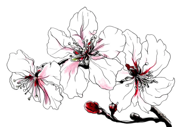 Flores de manzana en flor sobre blanco — Foto de Stock