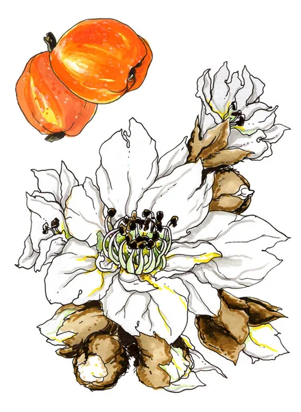 Loquat bloemen in bloesem en vruchten — Stockfoto
