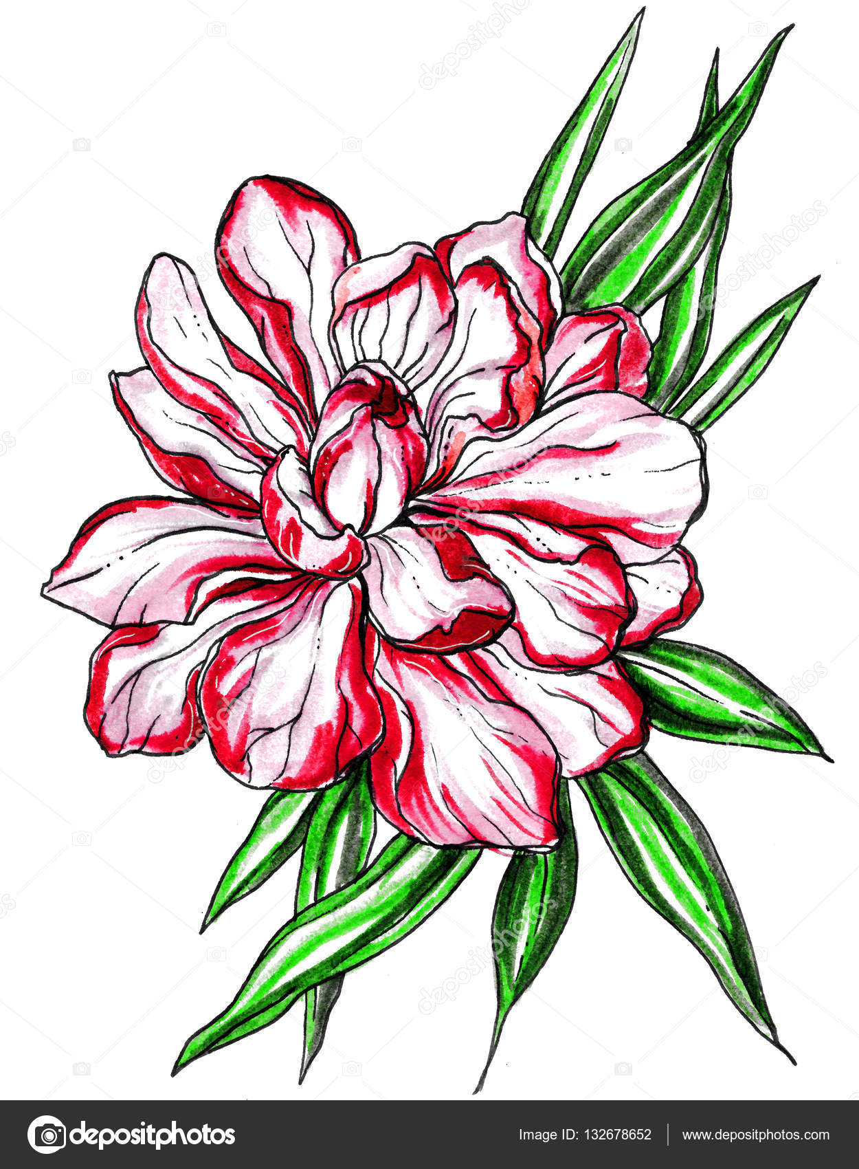 Fiore di fiore esotico tropicale dello zenzero su priorit  bassa bianca Disegnato a mano dell acquerello botanico per carta invito matrimonio stampa