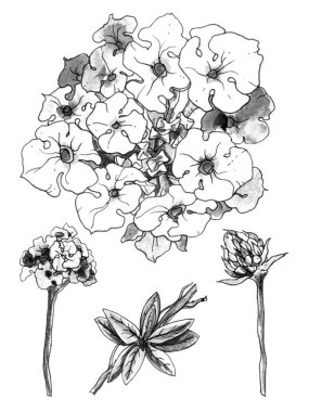 Dekoratif tropikal lantana camara çiçeklerle ayarla