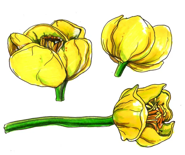 노란색 수련 nenuphar 꽃 — 스톡 사진