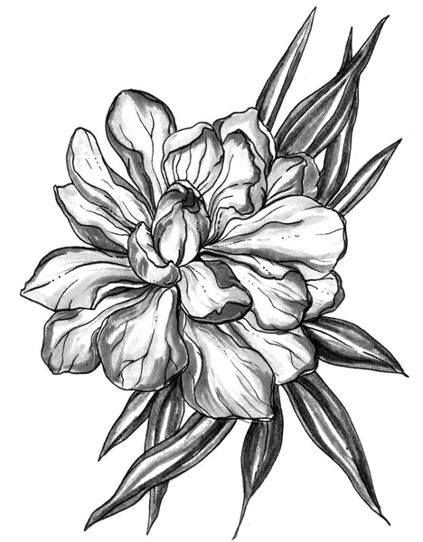 Тропический экзотический цветок имбиря — стоковое фото