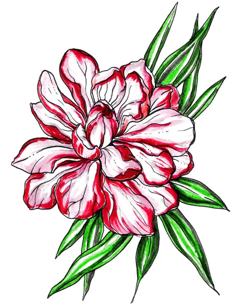 Тропический экзотический цветок имбиря — стоковое фото