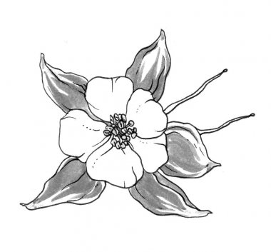 beyaz arkaplanda izole edilmiş çiçek