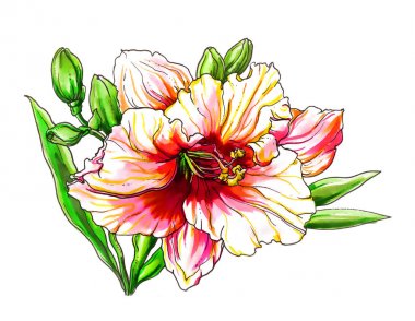 güzel hibiscus çiçek