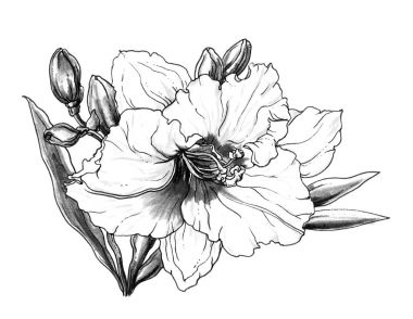 güzel hibiscus çiçek