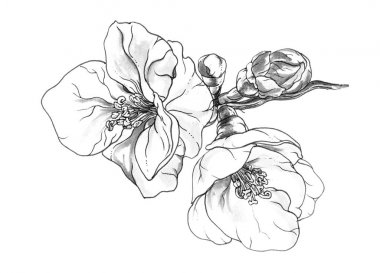 elma çiçeği beyaz çiçeklenir