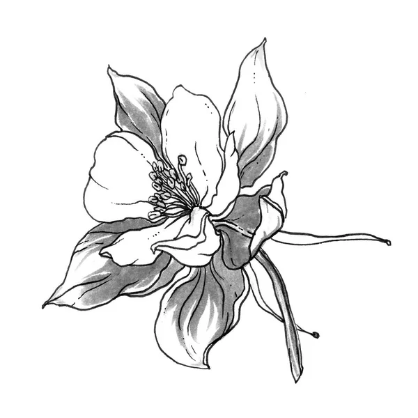 Beyaz arkaplanda izole edilmiş çiçek — Stok fotoğraf