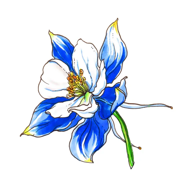 Flor isolada no fundo branco — Fotografia de Stock