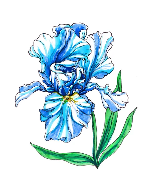 Fleur d'iris dessinée à la main — Photo