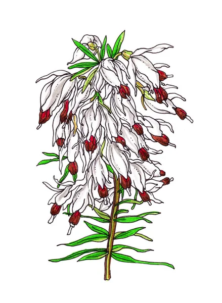 Piękny kwiat na białym tle — Zdjęcie stockowe
