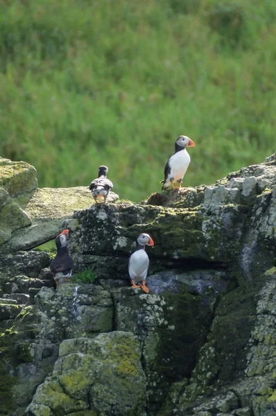 Colony of puffins — Stock Photo, Image