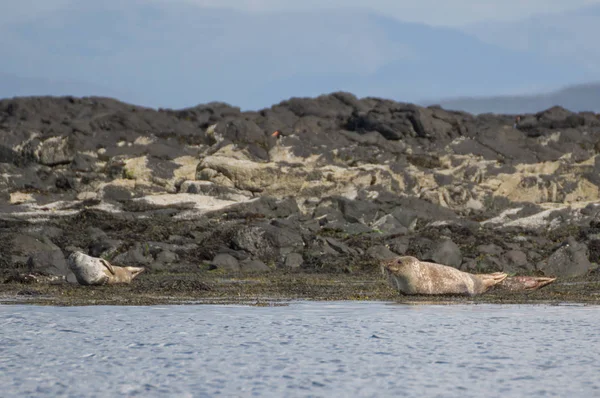 Zeehonden op een zandbank — Stockfoto