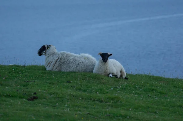 Dwie owce leżącego — Zdjęcie stockowe
