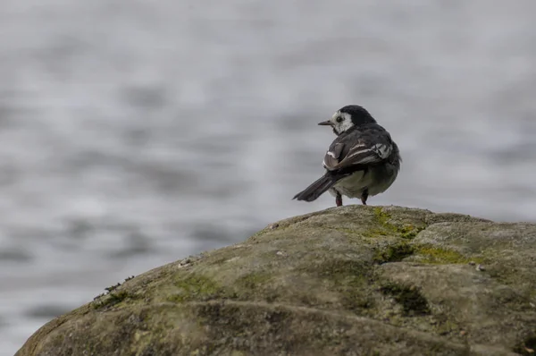 Pied wagtail on rock — Stock Photo, Image