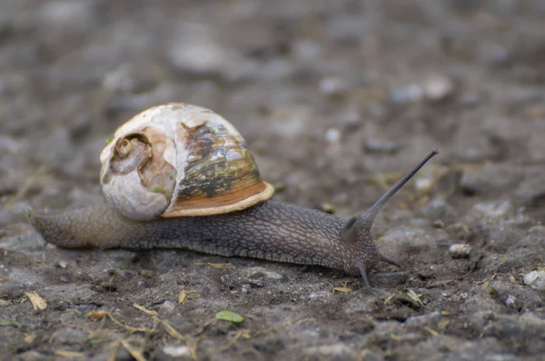 A land snail — Stock Photo, Image