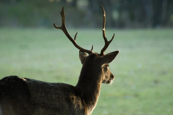 Genç alageyik buck