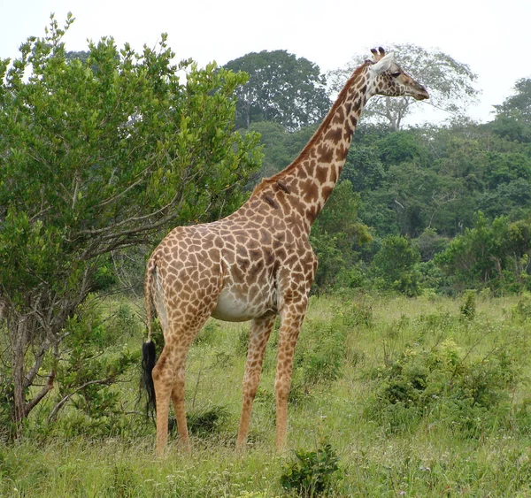Una jirafa de pie en una zona boscosa — Foto de Stock