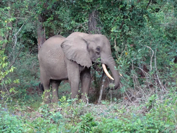 A young elephant bull — Stock Photo, Image