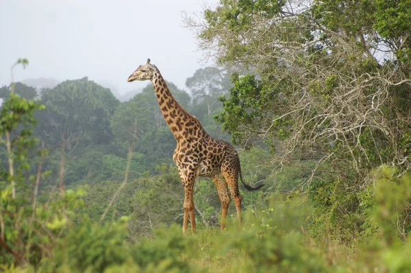 Une girafe debout dans une zone boisée Photos De Stock Libres De Droits