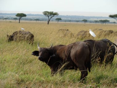 Büyük beyaz balıkçıllar buffalos arkasında otostop