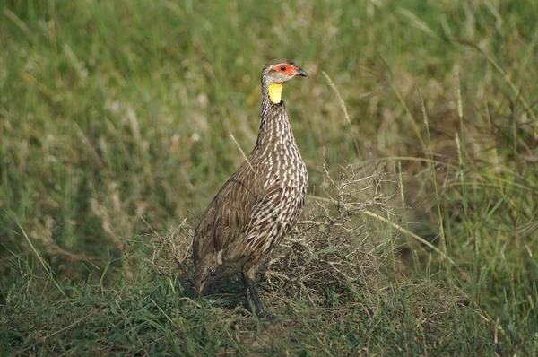 Žlutá hrdlem spurfowl — Stock fotografie