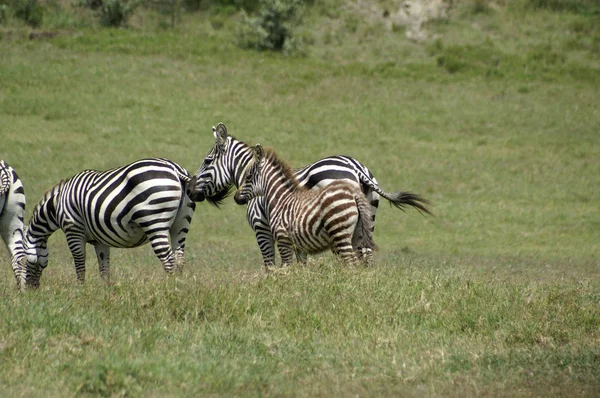 Egy fiatal zebra csikó — Stock Fotó