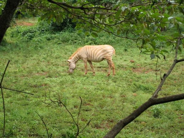 Albín Zebra — Stock fotografie