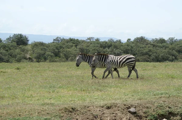 Dos cebras en Kenia —  Fotos de Stock