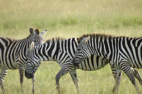 Tres cebras en Kenia —  Fotos de Stock