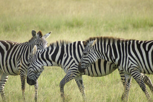 Three zebras together on the savanna in Kenya