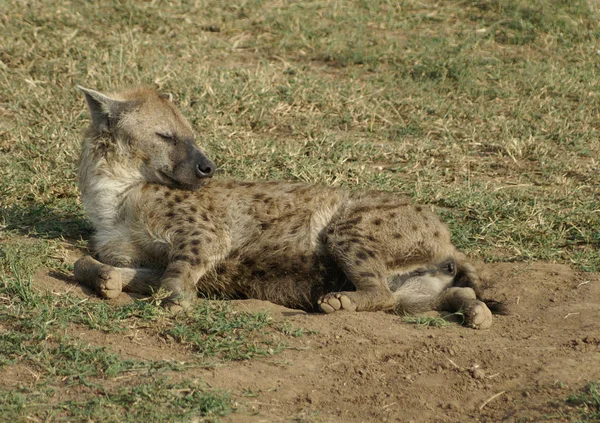 Een liggende hyena — Stockfoto