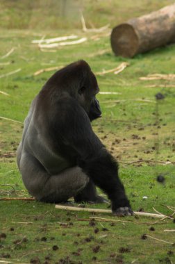 bir goril'ın bahçesinde
