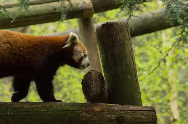 Un panda rouge — Photo