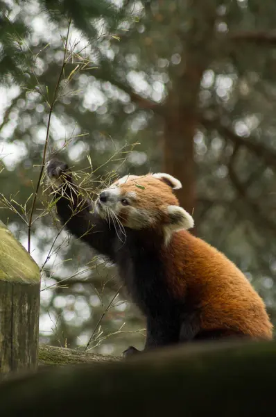 Yeme kırmızı panda — Stok fotoğraf